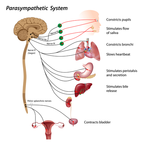 what's wrong with me, understanding anxiety, parasymptathetic nervous system