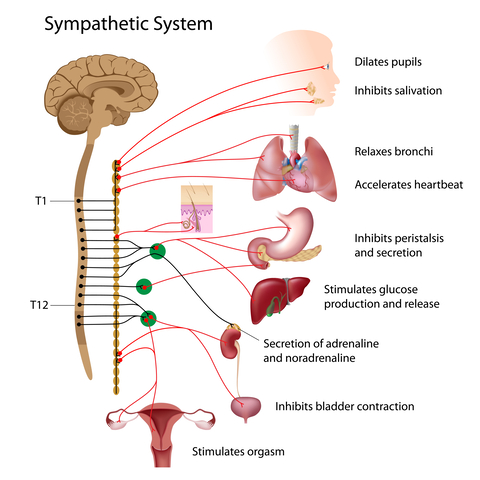 sympatheticwhat's wrong with me, understanding anxiety, sympathetic nervous system